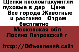 Щенки ксолоитцкуинтли пуховые в дар › Цена ­ 1 - Все города Животные и растения » Отдам бесплатно   . Московская обл.,Лосино-Петровский г.